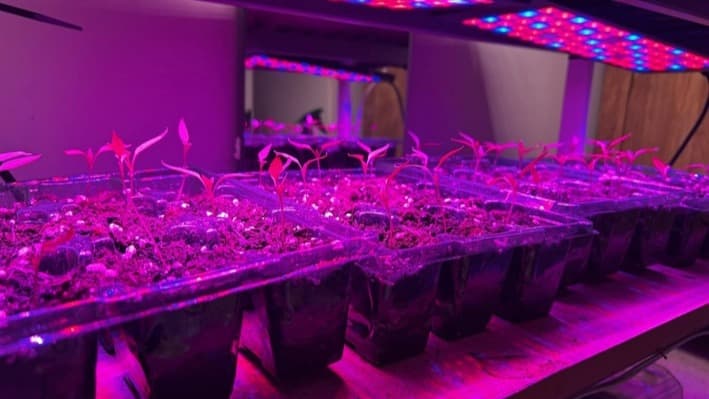 Young chilli seedlings growing under lights