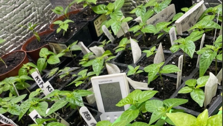 Homegrown chilli plants in labelled trays