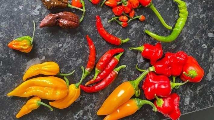 Fresh chilli varieties used in Beccles Chilli Co sauces